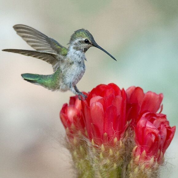 Who doesn't love Hummies?! - Picture 3 of 16